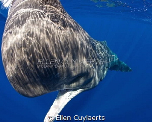 'Close encounter of a great kind'
Sperm whale calf in Do... by Ellen Cuylaerts 